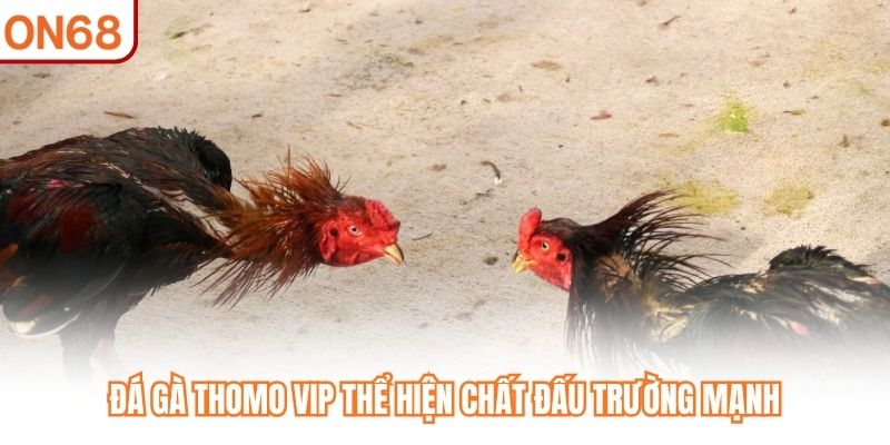 Đá Gà Thomo VIP thể hiện chất đấu trường mạnh