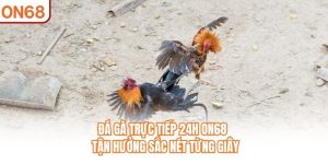 Đá Gà Trực Tiếp 24h
