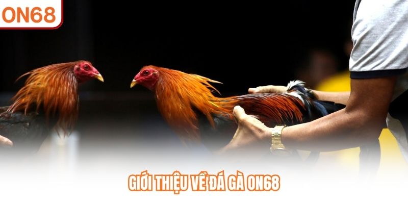 Giới thiệu về Đá Gà ON68