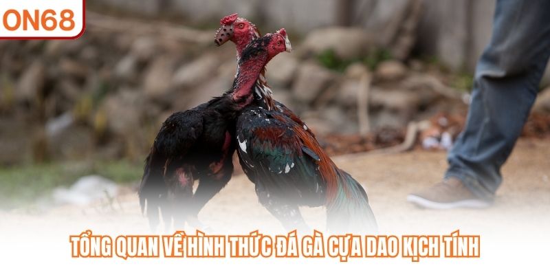 Tổng quan về hình thức
